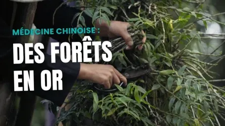 Des forêts en or