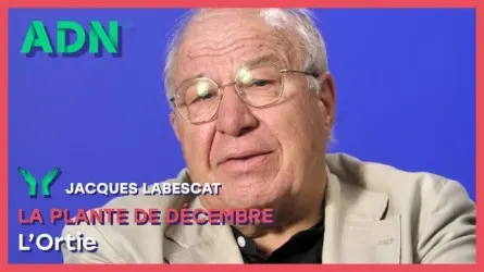 La plante de Décembre : L’Ortie