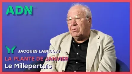 La plante de Janvier : Le Millepertuis