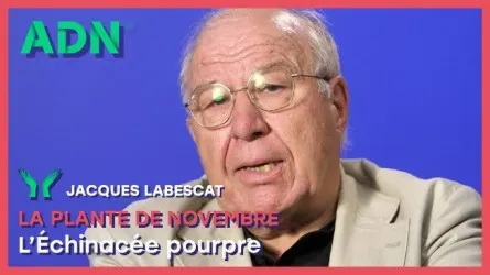 La plante de Novembre : L’Échinacée pourpre