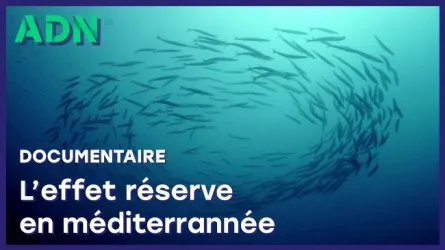 L'effet réserve en Méditerranée