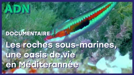 Les roches sous-marines, une oasis de vie en Méditerranée