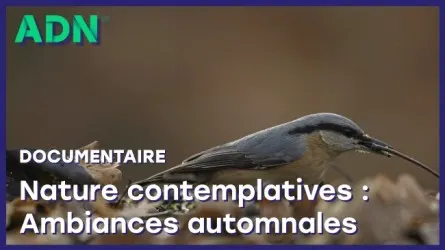 Nature contemplative : Ambiances automnales