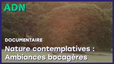 Nature contemplative : Ambiances bocagères